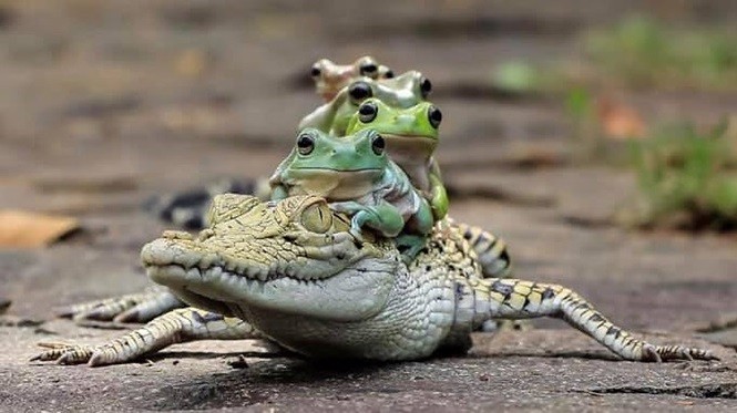 Sửng sốt ếch xếp hàng trèo lên lưng cá sấu