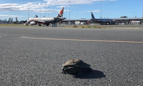 Rùa xuất hiện ở sân bay Gold Coast, Australia, khiến máy bay tạm hoãn cất cánh. Ảnh: AAP.