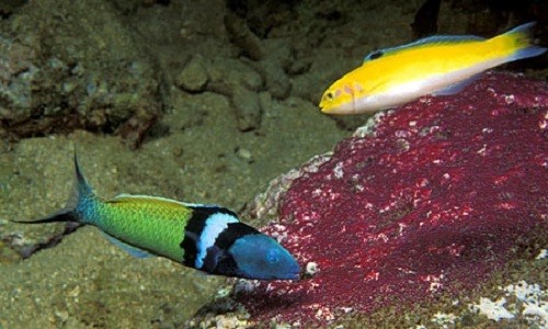 Cá bàng chài đầu xanh đực có màu xanh lá cây và xanh dương bơi cạnh cá cái màu vàng. Ảnh: Florida Museum.
