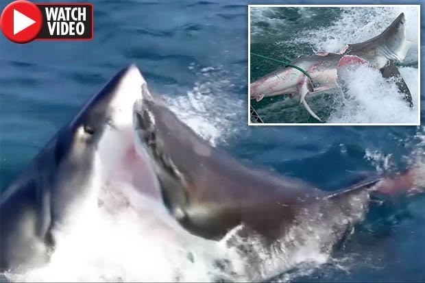 Video: Khoảnh khắc cá mập trắng tử chiến lẫn nhau, tung đòn chí mạng