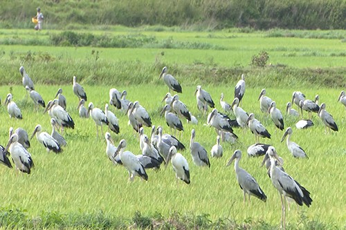 Đàn chim di cư lần đầu xuất hiện ở Quảng Trị