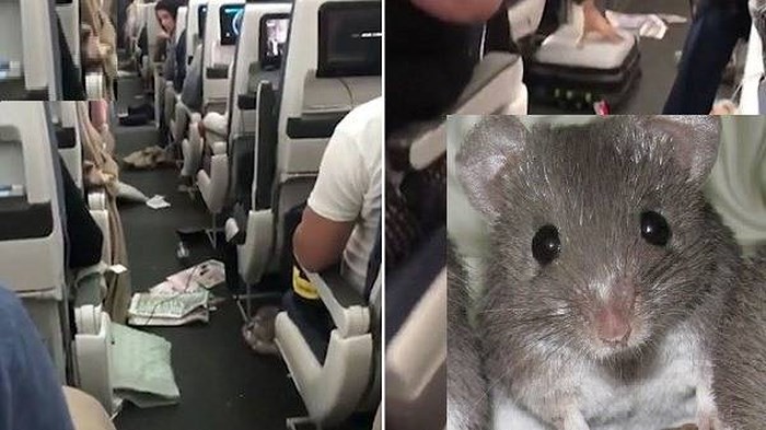 Cả chuyến bay náo loạn vì một... con chuột