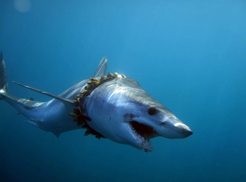 Con cá mập may mắn thoát chết nhờ gặp được các nhà khoa học.