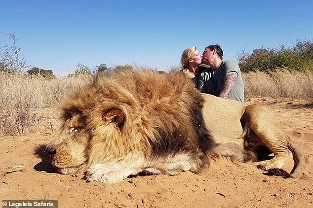 Chụp ảnh hôn nhau bên sư tử đã chết, cặp đôi bị chỉ trích gay gắt
