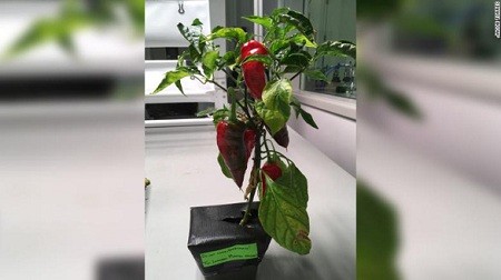 Giống ớt Española sẽ được trồng trên ISS - Ảnh: CNN.