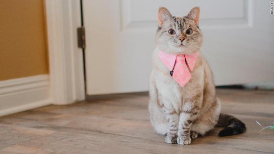 Mèo Nala hiện có 4,1 triệu người theo dõi và đang nổi tiếng nhất trên Instagram. Ảnh: CNN