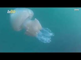 Video: Cận cảnh con sứa khổng lồ to hơn cả người