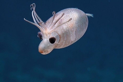 Mực heo nhỏ" là một sinh vật cực kỳ hiếm dưới đại dương.