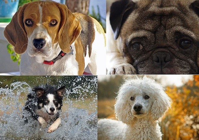 Top 10 giống chó thân thiện nhất thế giới