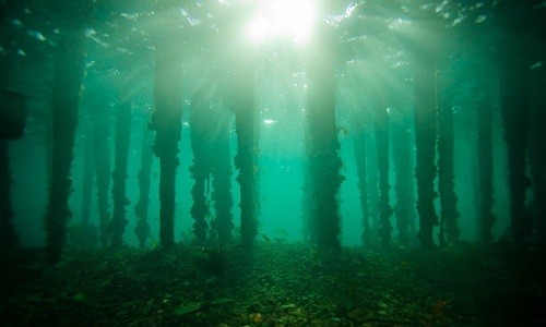 Khu rừng cổ nguyên sinh có niên đại 10.000 năm đẹp hoang sơ dưới đáy biển. (Ảnh Pinterest).