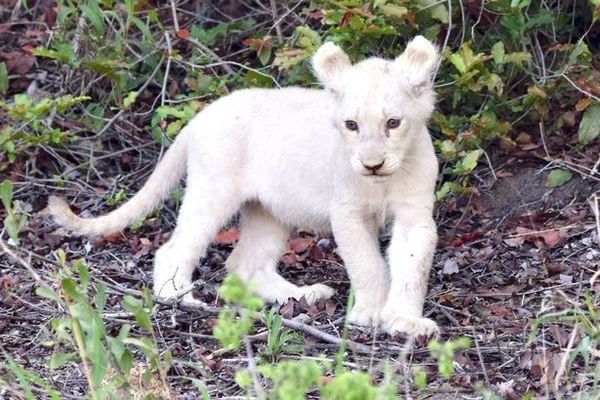 Con sư tử trắng đầu tiên từng được bắt gặp tại Timbavati, vào những năm 1940 bởi Joyce Mostert. 
