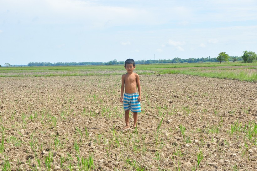 Mùa lũ nhưng cánh đồng ở xã Phú Hội, huyện An Phú (An Giang) thiếu nước nghiêm trọng