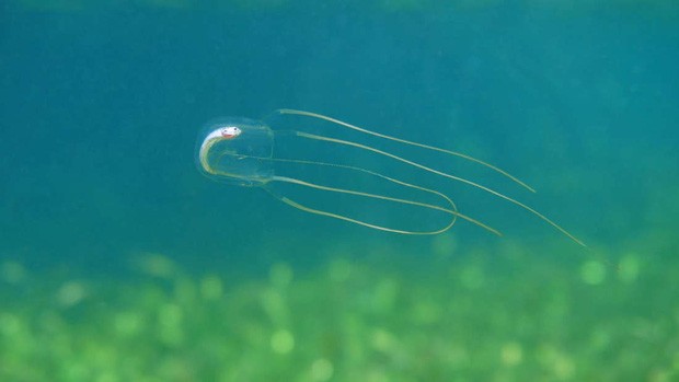 Loài sứa nguy hiểm nhất đại dương, đến... tinh trùng của nó cũng đáng sợ
