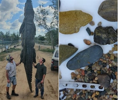 Cá sấu nước mặn khổng lồ và những gì có trong dạ dày của nó.