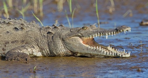 Cá sấu cổ đại có nhiều loài là động vật ăn thực vật thay vì ăn thịt.