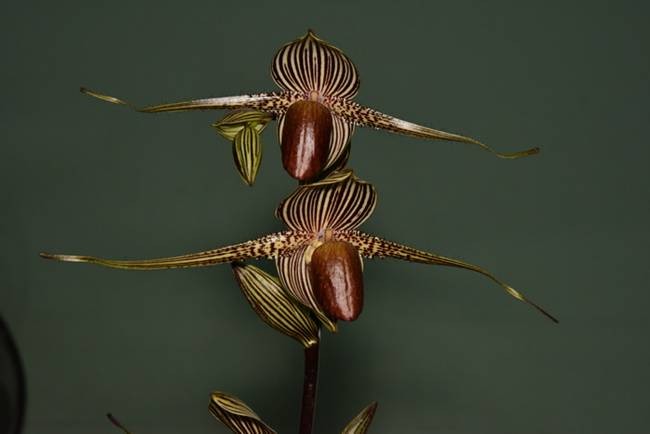 Hoa lan Rothschild (tên khoa học: Paphiopedilum rothschildianum) là một trong những loại hoa lan lạ và đắt nhất thế giới.