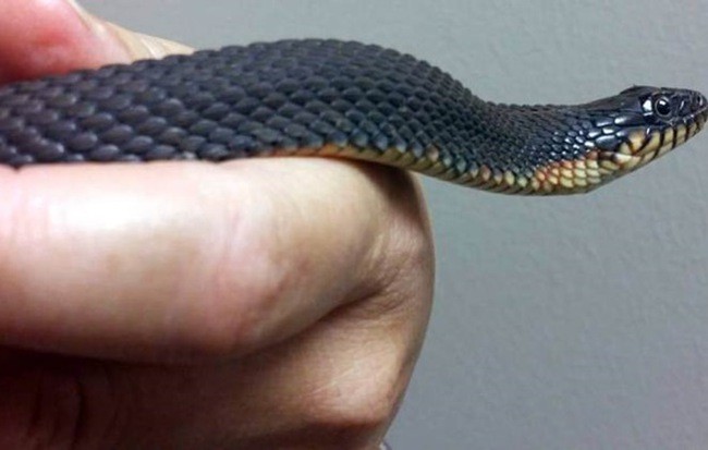 Con rắn cái sinh con 2 lần trong 2 năm đang được nuôi dưỡng trong trung tâm Bảo tồn Thiên nhiên Girardeau Cape.