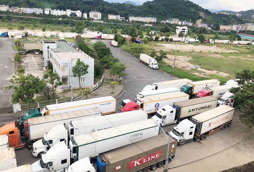 Hơn 500 xe container chở thanh long ùn tại cửa khẩu khi xuất hàng đi Trung Quốc. Ảnh: Tiền Phong