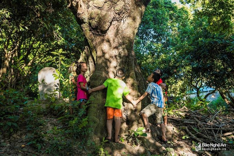 Cây thị cổ thụ ở thôn 11, xã Quỳnh Thạch, huyện Quỳnh Lưu nổi tiếng vì tuổi đời lâu năm, thân cây to lớn 10 trẻ em dang tay vòng quanh mới ôm xuể. 