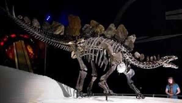Bộ xương 168 triệu năm của khủng long phiến sừng.