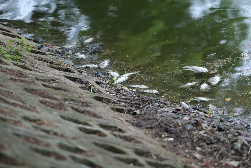Hiện tượng cá chết đã diễn ra nhiều ngày trước tại khu vực hồ Trúc Bạch