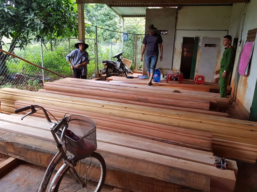 Nhiều cây gỗ được cưa vuông vắn với đường kính lớn.
