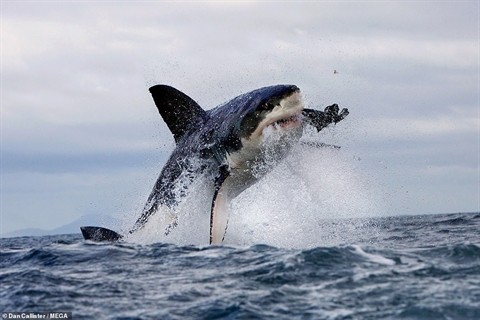 Vịnh False là địa điểm săn mồi yêu thích trước đây của cá mập trắng.