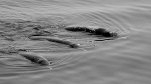 Một nhóm cá voi mõm khoằm Berardius minimus xuất hiện ở Hokkaido. Ảnh: Fox News.