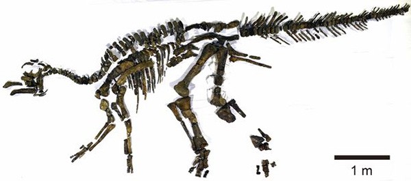Bộ xương khủng long gần như hoàn chỉnh.