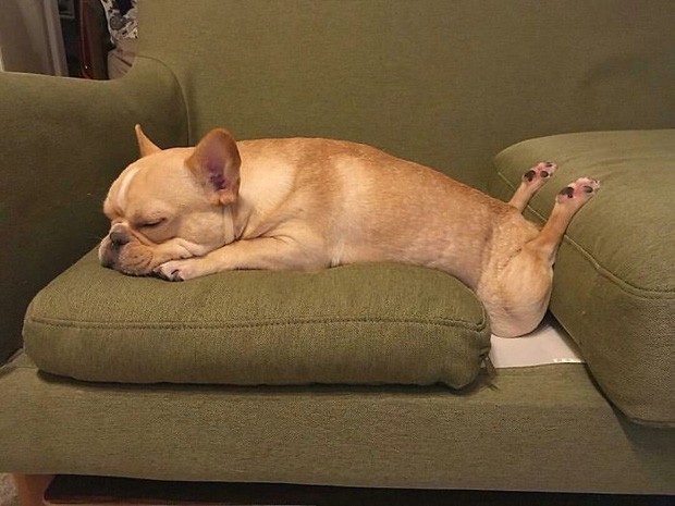 Nhìn đi nhìn lại vẫn không hiểu sao chú chó này có thể ngủ được khi chân ở tư thế như kia nữa.