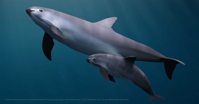 Giới khoa học ước tính hiện chỉ còn lại 30 con cá heo vaquita tồn tại trong tự nhiên. (Ảnh: WWF).
