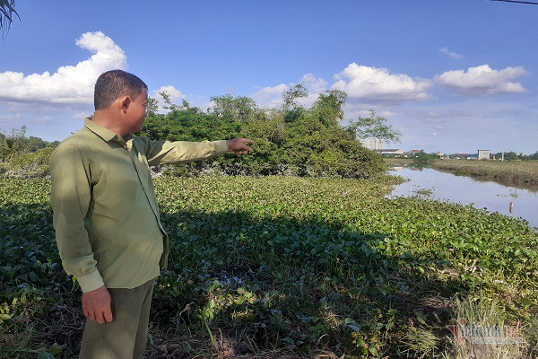 Trưởng thôn Nguyễn Văn Sơn chỉ vị trí cá sấu xuất hiện.