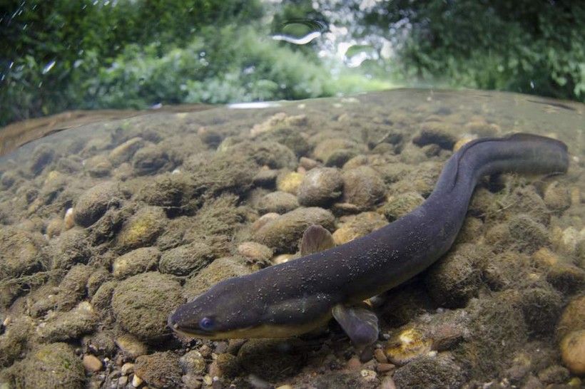 Loài lươn phóng điện mạnh nhất tại rừng Amazon.