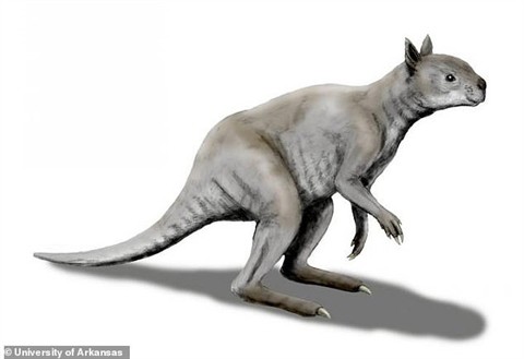 Loài Kangaroo cổ đại mặt ngắn, to lớn dị thường.