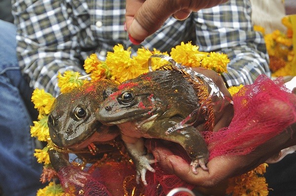 Cặp ếch ban đầu được làm đám cưới để cầu mưa. Ảnh: Internet.
