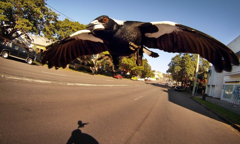 Một con chim ác là đang sà xuống đường phố ở Úc. Ảnh: FAIRFAX MEDIA.