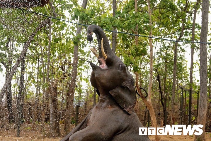 Đắk Lắk sẽ giám sát voi hoang dã bằng định vị GPS