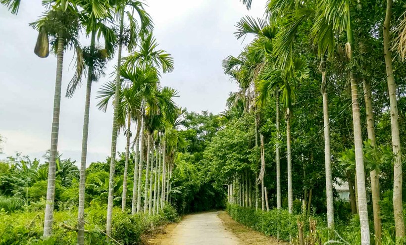 Lối về của làng quê Việt