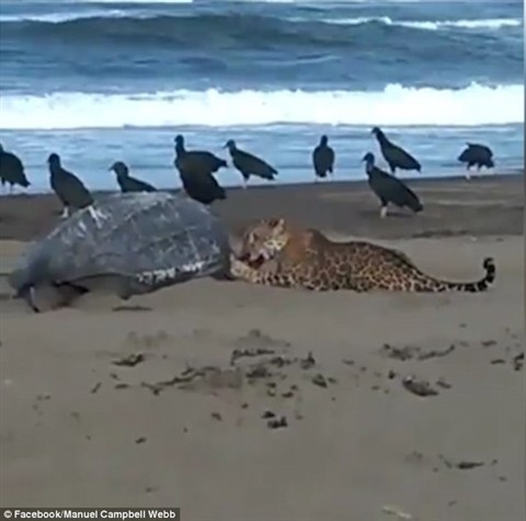 Báo đốm đang cố gắng chén thịt rùa trên bờ biển.