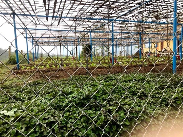 Vườn rau tại Trường Phổ thông dân tộc bán trú tiểu học Trà Tập, huyện Nam Trà My, tỉnh Quảng Nam.