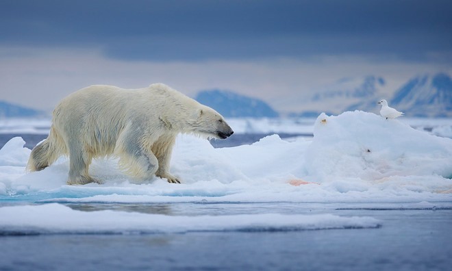Băng biển Bắc Cực ở mức thấp kỷ lục thứ hai trong năm nay. Ảnh: Getty.