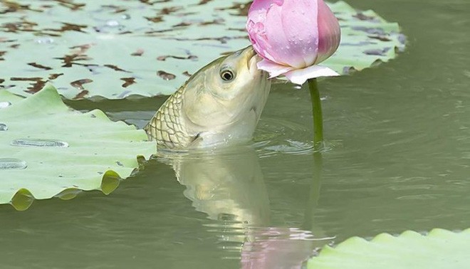 Cá ăn hoa sen.