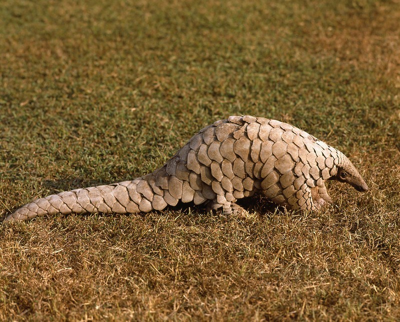 Một cá thể loài tê tê Ấn Độ. Ảnh: IUCN.