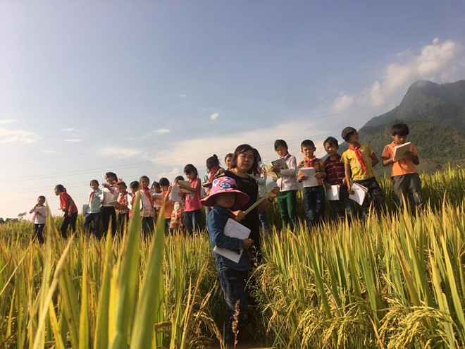Cô giáo ở Lai Châu hướng dẫn học sinh quan sát, miêu tả cánh đồng lúa chín.
