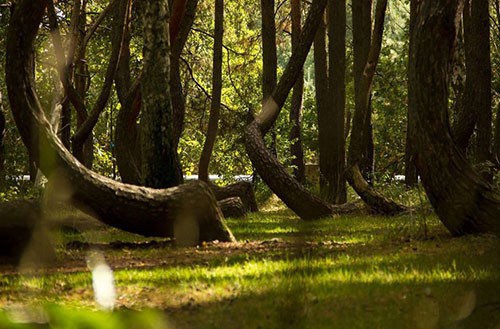 Nằm ở ngoại ô Nowe Czarnowo, Ba Lan, khu rừng Crooked có khoảng 100 cây thông, được trồng vào năm 1930, phát triển một cách khác thường khi đồng loạt uốn cong về phía bắc.
