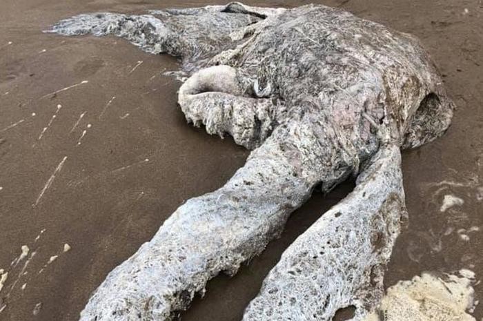 Cận cảnh xác một con vật giống bạch tuộc dạt lên bờ biển Woolacombe, Anh Quốc.