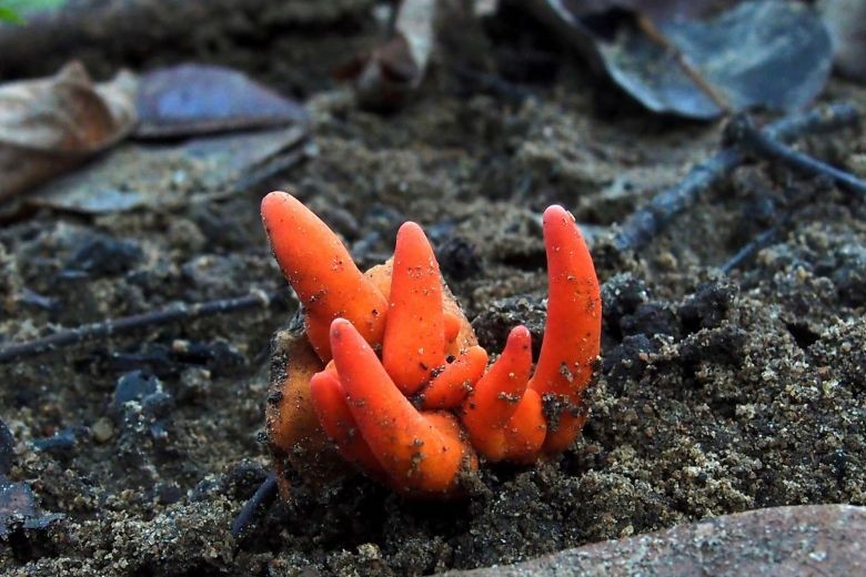 Nấm Poison Fire Coral ở Thung lũng Redlynch, ngoại ô thành phố Cairns. Ảnh: AFP.