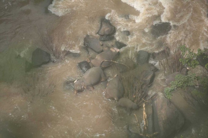 Sáu con voi hoang dã đã chết ngay sau khi rơi xuống thác Haew Narok, công viên Khao Yai, Thái Lan. Ảnh: Bangkok Post.