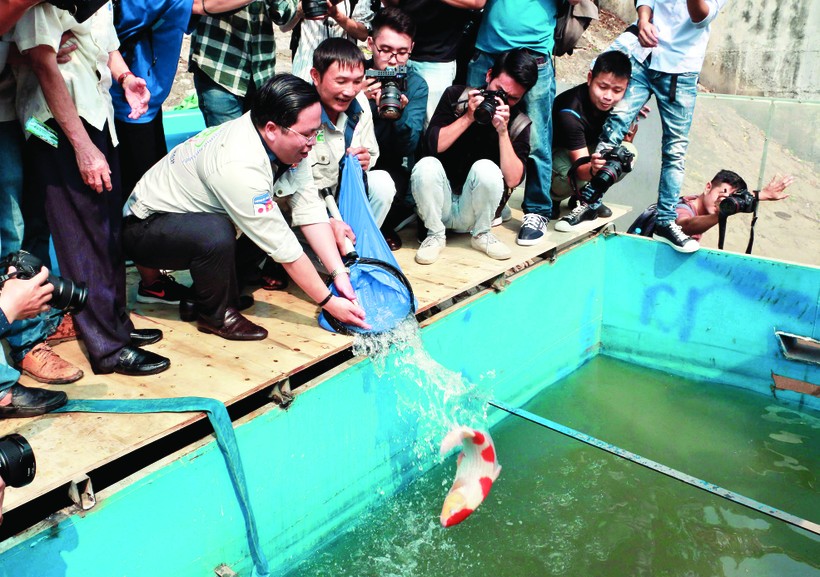 Cá Koi được thả xuống bể xử lý nước sông Tô Lịch bằng công nghệ Nano - Bioreactor của Nhật Bản. 	Ảnh: Thế Đại