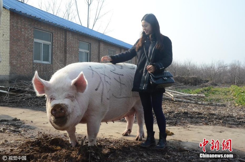 Các trang trại ở Trung Quốc đang đua nhau nhân giống lợn khổng lồ.